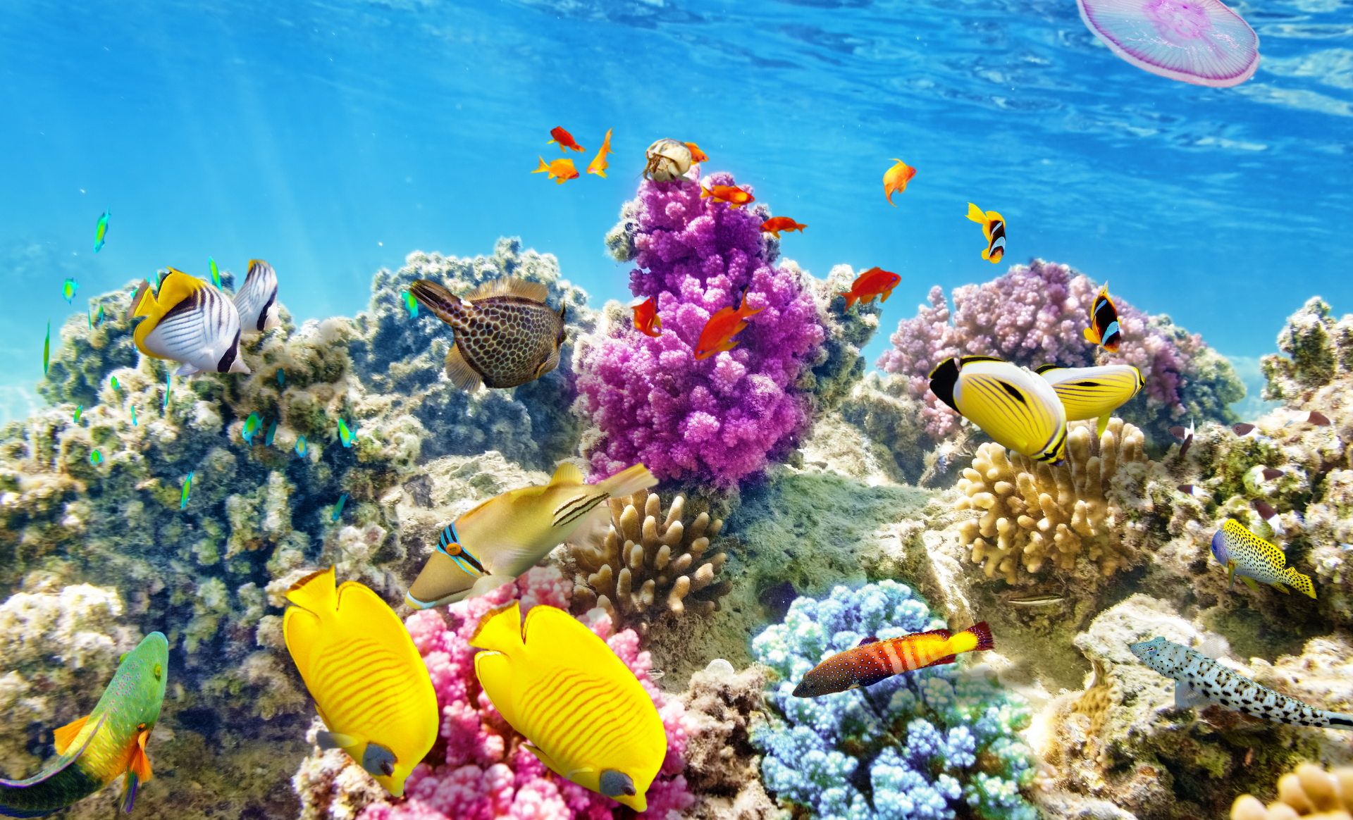 KATOWICE - SHARM EL SHEIKH